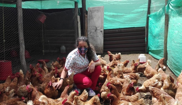 Gallinas ponedoras 